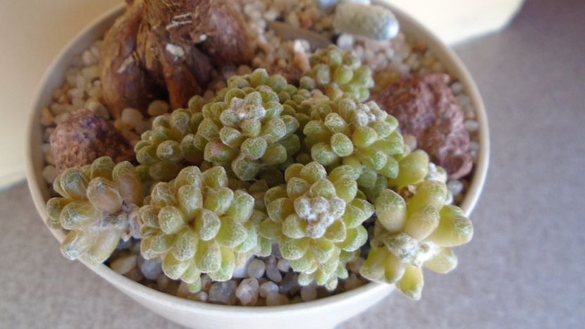 Anacampseros filamentosa ssp. namaquensis - Caudiciforme - pachycaule si bulboase 2020