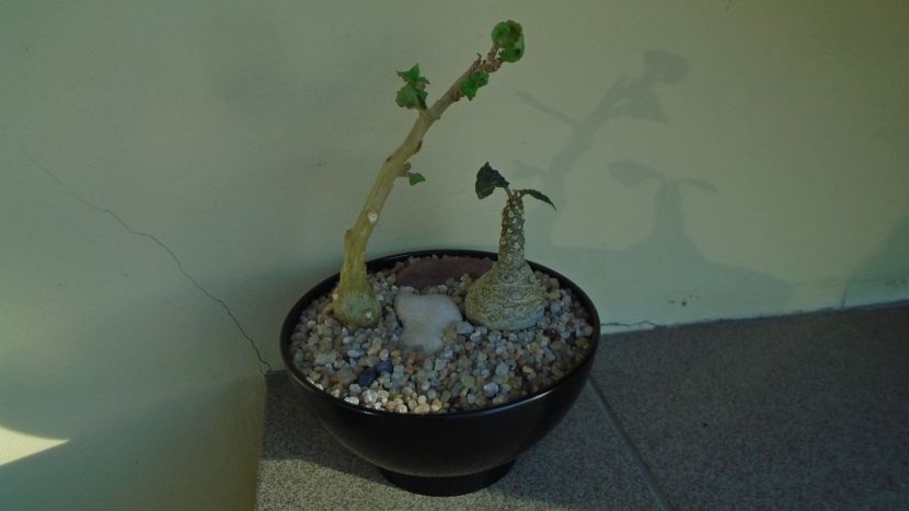 Dorstenia foetida & Dorstenia hildebrandtii - Caudiciforme - pachycaule si bulboase 2020