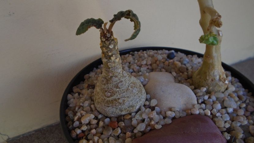 Dorstenia foetida & Dorstenia hildebrandtii - Caudiciforme - pachycaule si bulboase 2020