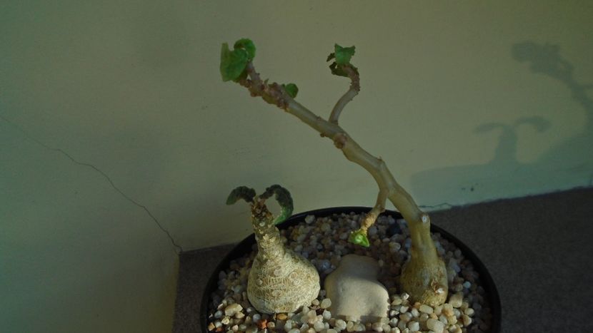 Dorstenia foetida & Dorstenia hildebrandtii - Caudiciforme - pachycaule si bulboase 2020