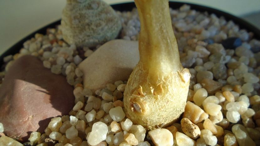 Dorstenia hildebrandtii - Caudiciforme - pachycaule si bulboase 2020
