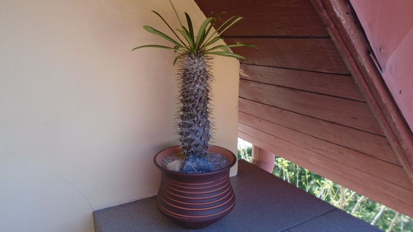 Pachypodium lamerei - Caudiciforme - pachycaule si bulboase 2020