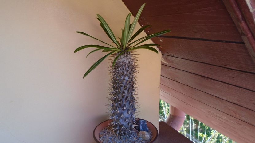 Pachypodium lamerei - Caudiciforme - pachycaule si bulboase 2020