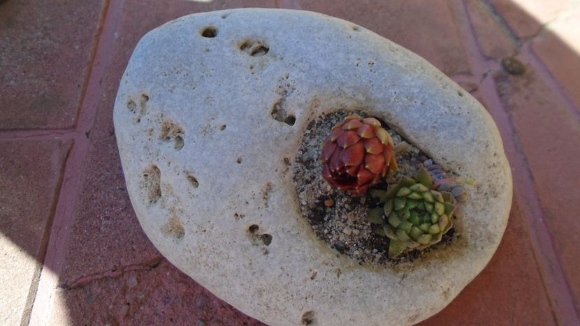 Suculente in piatra - Suculente 2020