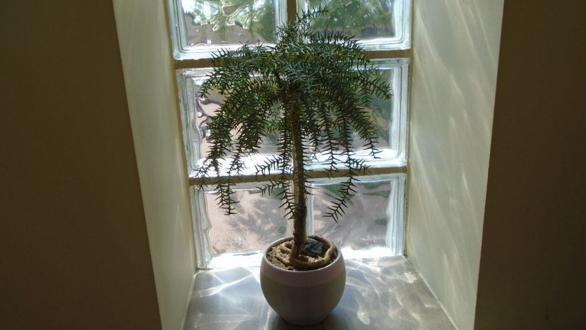 Araucaria cunninghamii v. glauca - Bonsai si prebonsai 2018-2020
