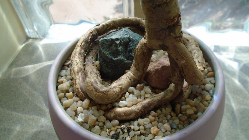Araucaria cunninghamii v. glauca - Bonsai si prebonsai 2018-2020