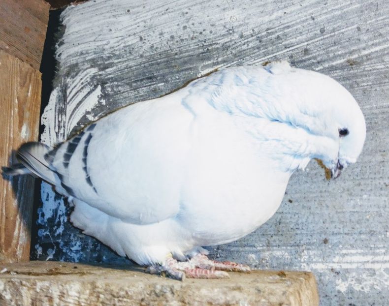  - - A - A - A - A- W A R N I N G !