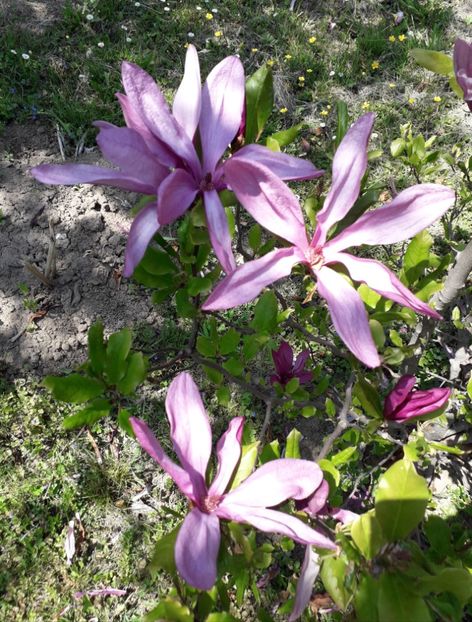  - AAAAA_MAGNOLIA SUSAN 2015_2017_2018_2019_2020_2024_2025