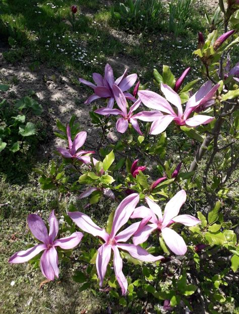  - AAAAA_MAGNOLIA SUSAN 2015_2017_2018_2019_2020_2024_2025