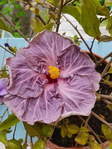 Schimbare dupa 2 ani :) - DPs Moonlight Castle V