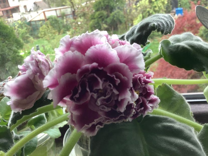 25827B01-A045-4F42-AAFF-05F5C3B6109B - RS Duchess