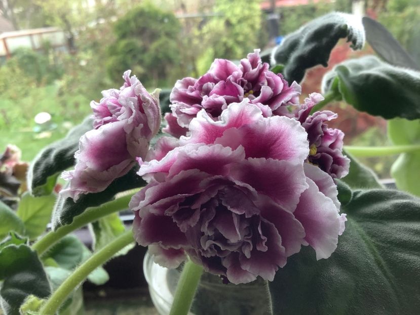 61BD86C1-1F94-467D-B33F-A75D81450F27 - RS Duchess