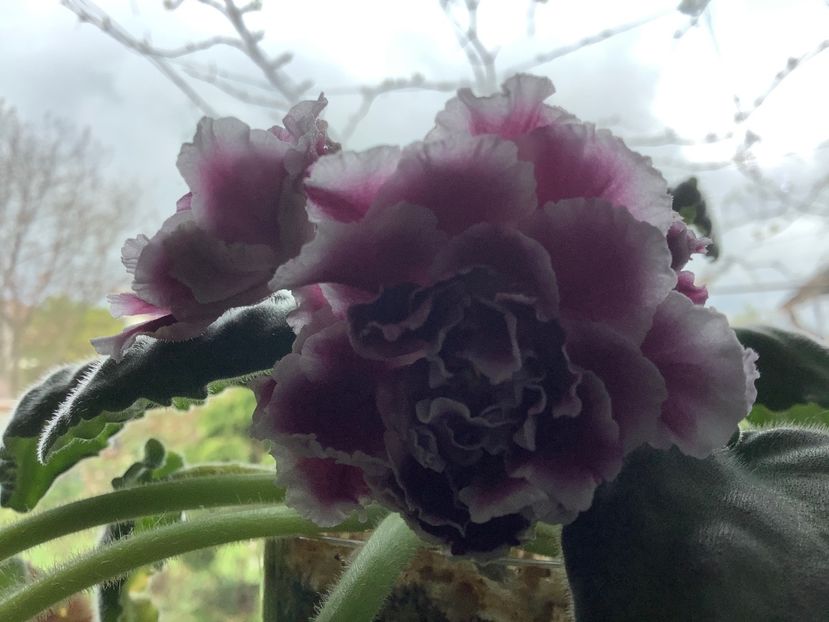 924B2776-5C48-4BAE-96A1-801AB8654BAD - RS Duchess