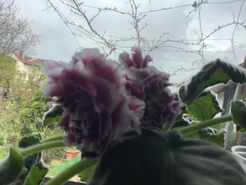 19050863-E0E3-435D-A785-EA2570743BFD - RS Duchess