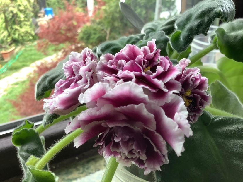 89BA6EA2-833B-4987-AB70-576ACC5F2DA9 - RS Duchess