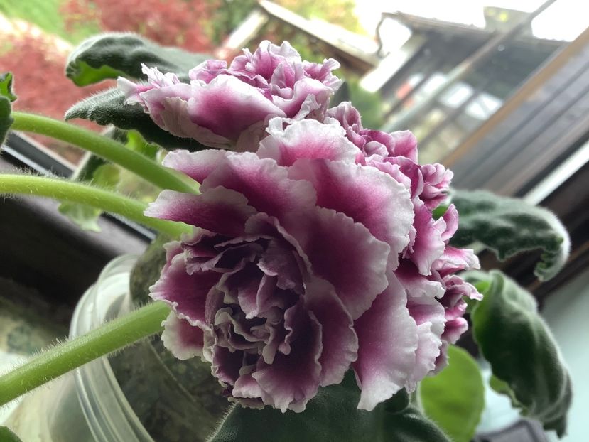 7E7FEDE8-7189-4B29-AF7F-6FFF45301E6C - RS Duchess