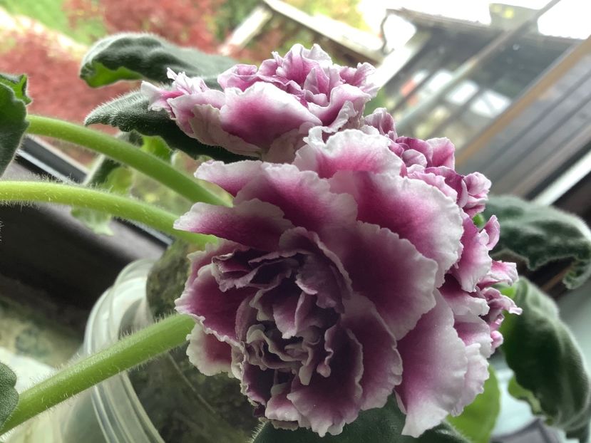 C7081A68-9D0C-4A9E-B0E7-D0032BFBDD9A - RS Duchess