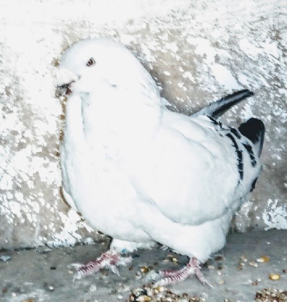  - - A - A - A - A- W A R N I N G !