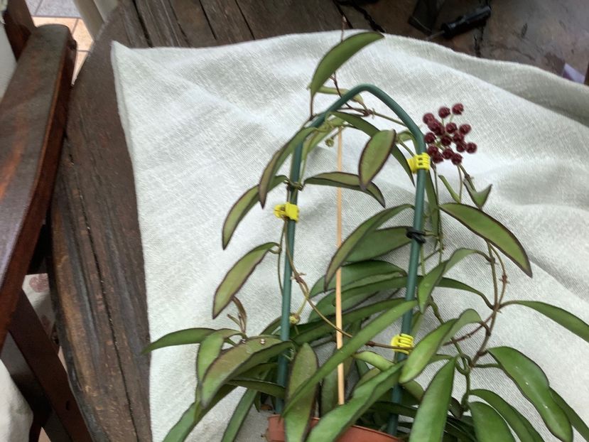 BDDC5CDB-9FCF-4F09-9A91-208CB0E89070 - Wayetii