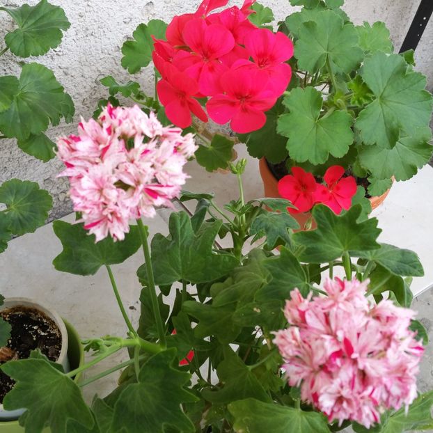 Richard Hodgson - 2020