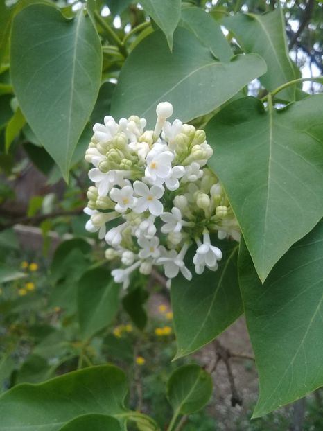  - Syringa vulgaris