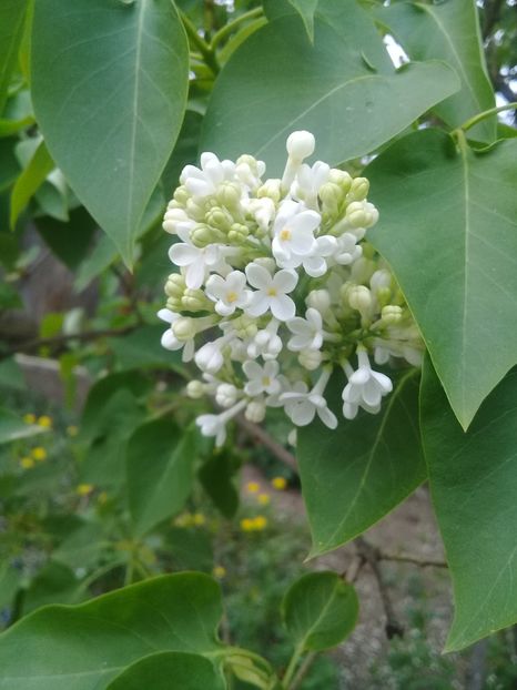 20200430_142644(0) - Syringa vulgaris