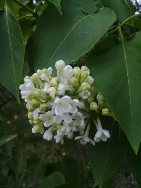  - Syringa vulgaris