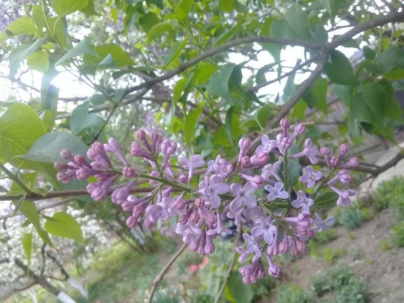 20200430_142542(0) - Syringa vulgaris