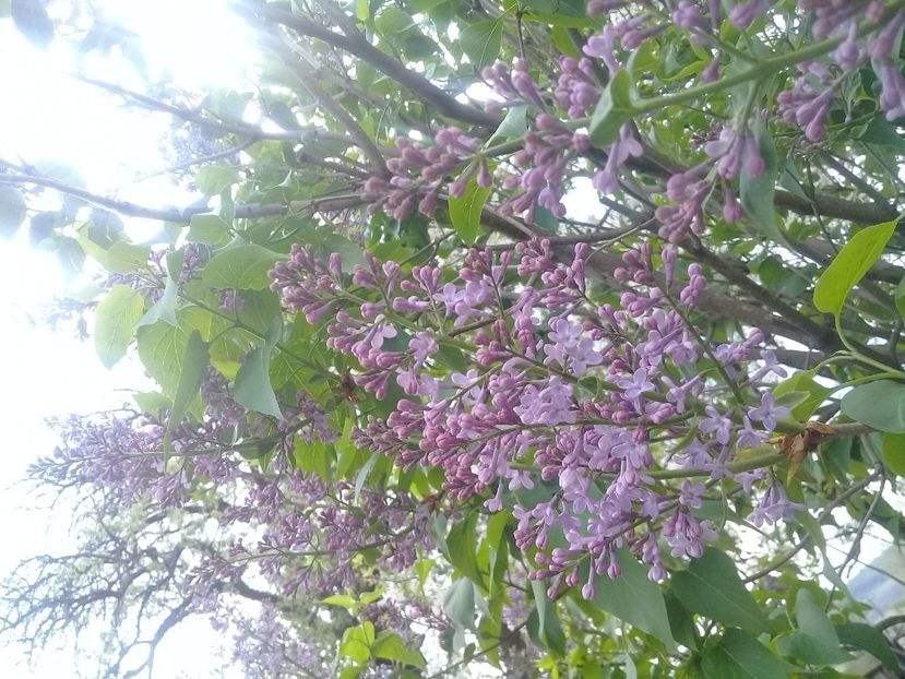  - Syringa vulgaris