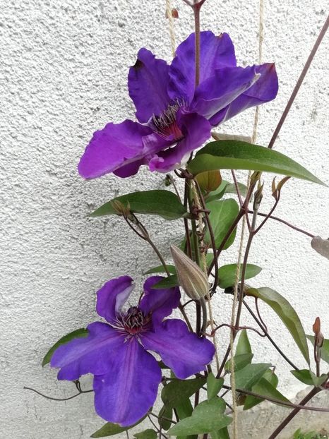 2020-30.04 - 19 The President