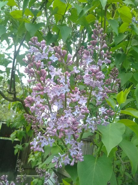  - Syringa vulgaris