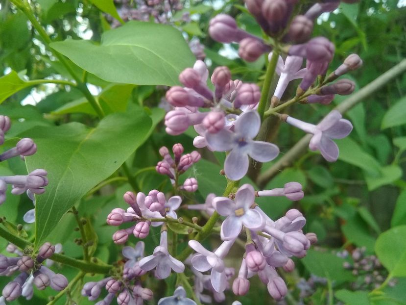  - Syringa vulgaris