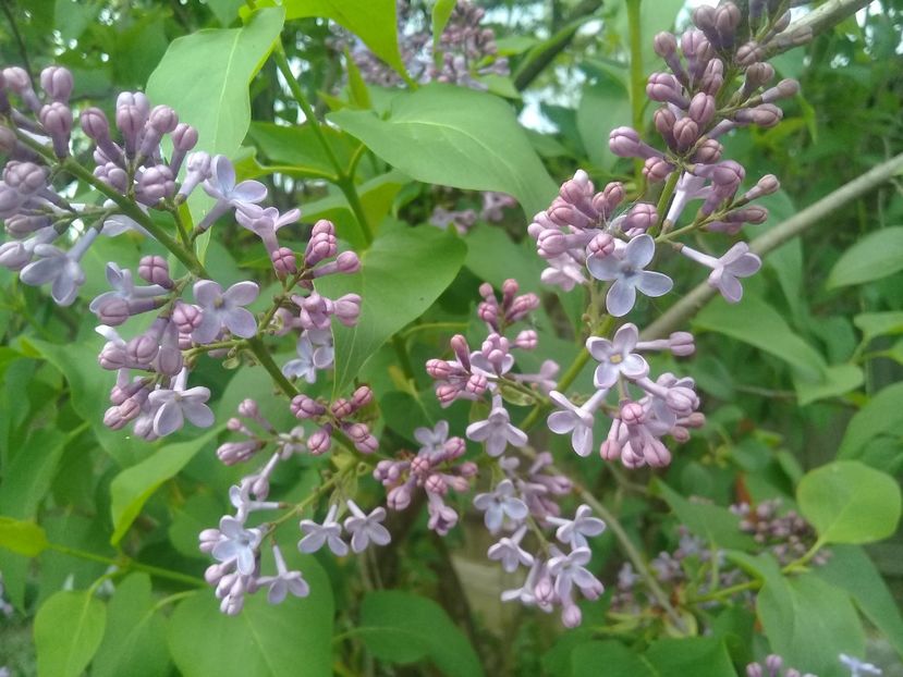  - Syringa vulgaris