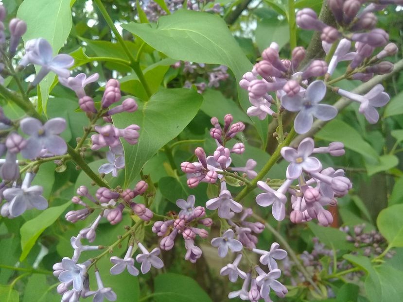  - Syringa vulgaris