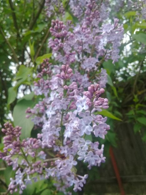  - Syringa vulgaris