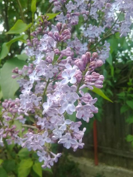  - Syringa vulgaris