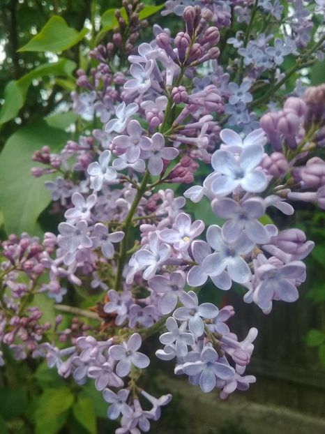 - Syringa vulgaris