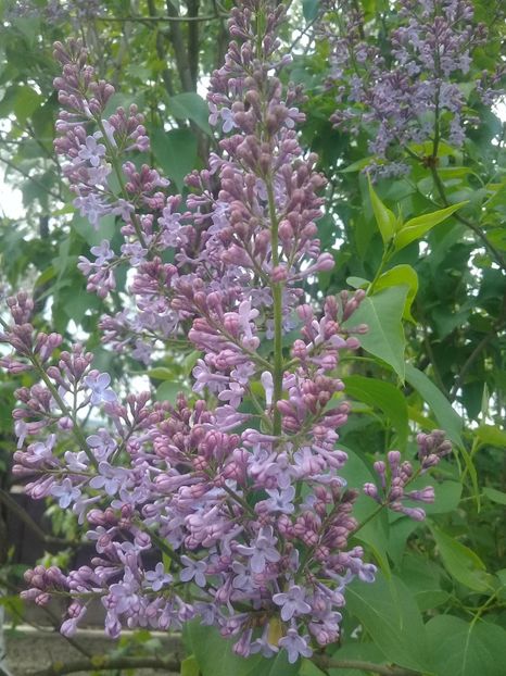  - Syringa vulgaris