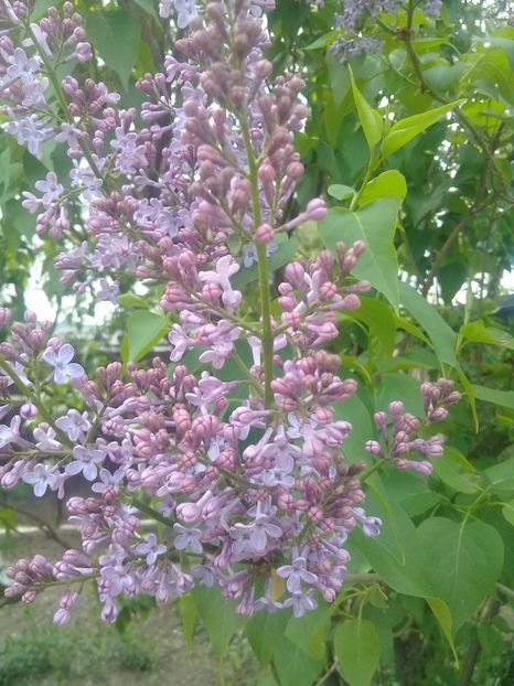  - Syringa vulgaris