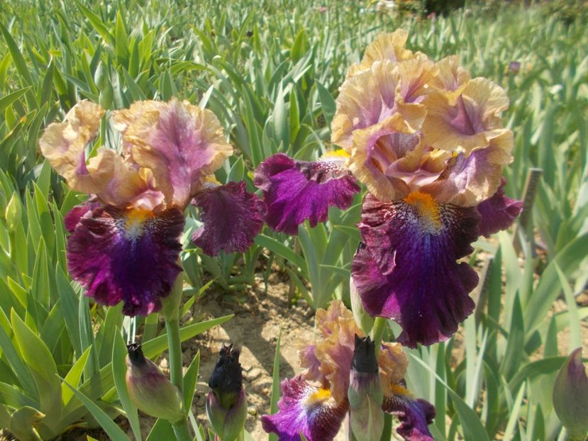  - Irisi -2020 Barbata Elatior si intermedia