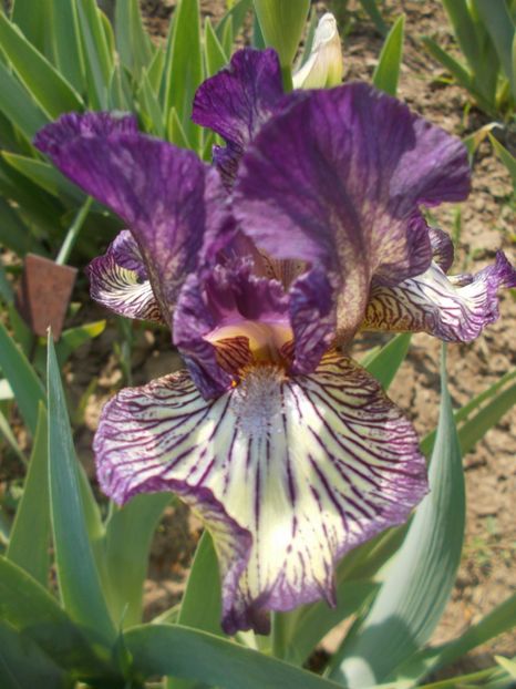 Gnu Rayz - Irisi -2020 Barbata Elatior si intermedia