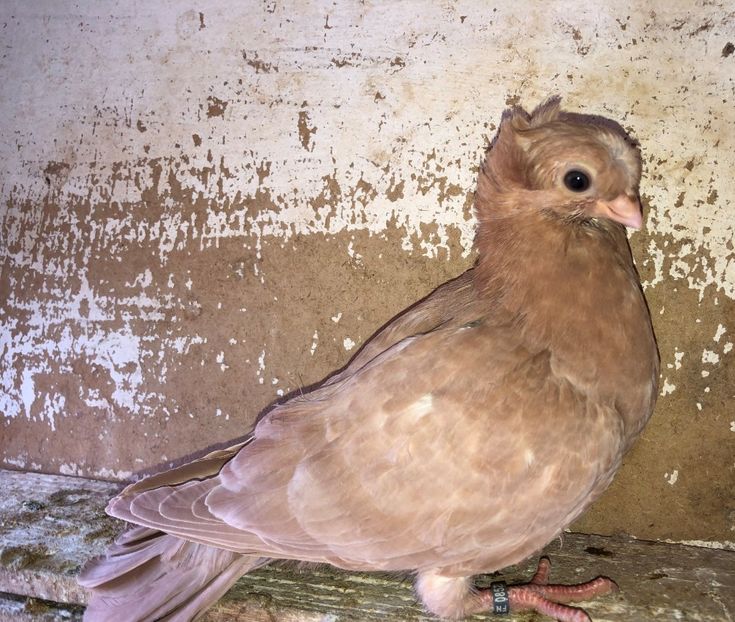 8522  femelă  2020_1 - pui 2020 BM