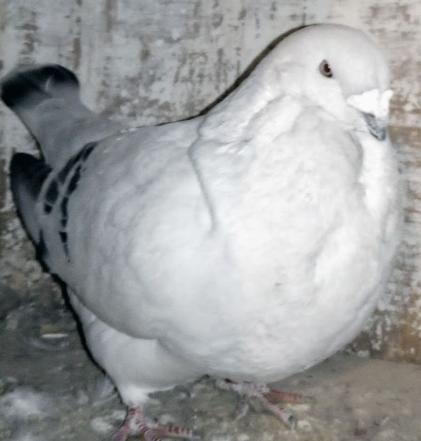  - - A - A - A - A- W A R N I N G !