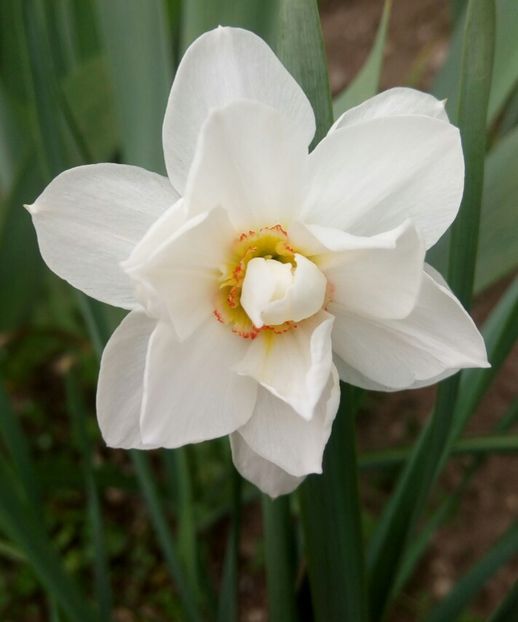 Narcise floare alba batuta parfumata - LALELE si NARCISE