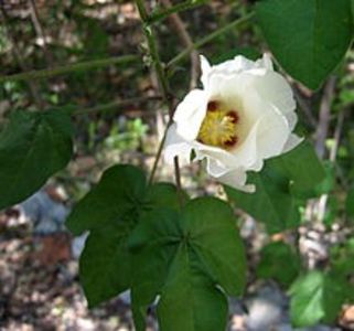 Gossypium_hirsutum_Florida - aaGossypium hirsutum sau bumbacul urcator