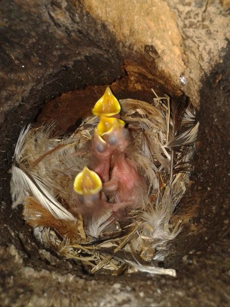  - AAAAAA_CUIB GRAURI 2018_2019_2020_2022_2023