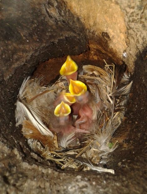  - AAAAAA_CUIB GRAURI 2018_2019_2020_2022_2023