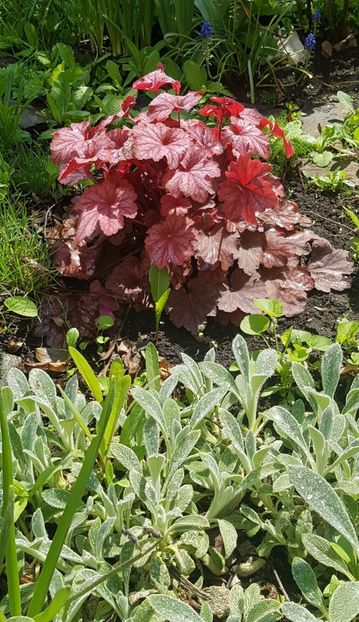 Heuchera si urechi de iepuee - Aprilie 2020