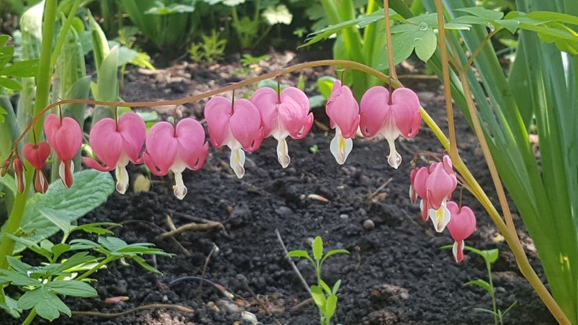 Dicentra roz - Aprilie 2020