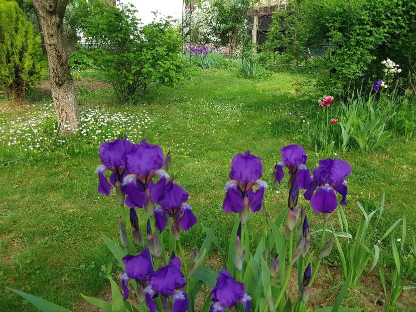  - 2020 Mart-Apr_Idilic garden